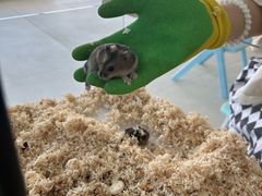 -怪兽屋·羊驼·猫咖·狗咖(俊华广场店)