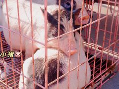 -宿州花鸟鱼虫古玩宠物大市场