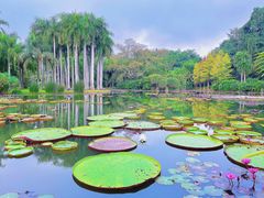 -中国科学院西双版纳热带植物园