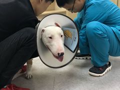 -喜多萌中农锦绣动物医院24H·猫科·牙科MRI·CT