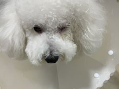 -萌兽医馆·犬猫专科·眼科中心·宠物医院(朝阳门分院)