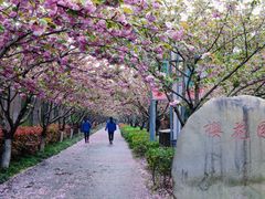 -高东镇樱花园