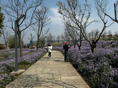 -杭州湾海上花田景区