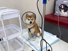 -御宝贝24h宠物医院·转诊中心·CT核磁血透中心(厦门总院)