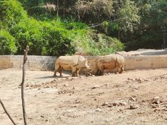 -泉州海丝野生动物世界