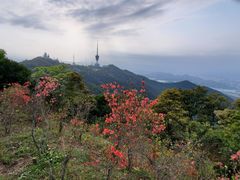 -梧桐山风景名胜区