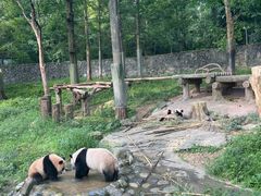 -都江堰中华大熊猫苑