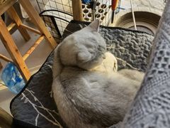 -平行世界·猫咖(首经贸店)