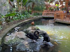 -南宫五洲植物乐园