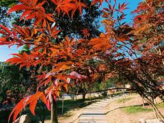 -广州市帽峰山景区