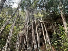 -西双版纳原始森林公园