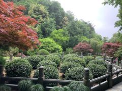 -十八棵（老龙井）御茶园(老龙井店)