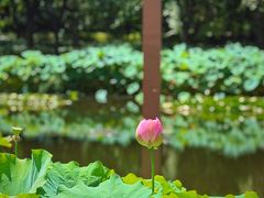 -陈家山荷花公园