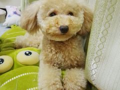 -帕帕拉兹宠物(亚洲旗舰店)