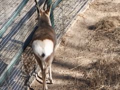 -青藏高原野生动物园
