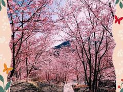 -樱花山风景区
