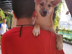 -柴犬高等学院·狗咖·柴犬售卖·宠物训练