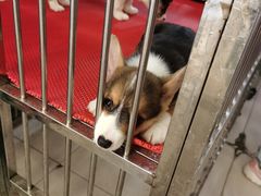 -中环花鸟鱼虫市场