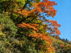 -王顺山国家森林公园