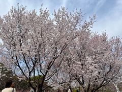 -顾村公园