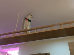 -滚猫咖啡·猫咖·猫友好撸猫(未来城店)