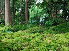 -成都市活水公园