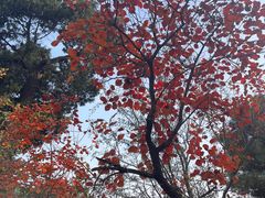 -香山公园