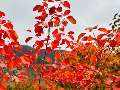 -北京十三陵国家森林公园蟒山景区