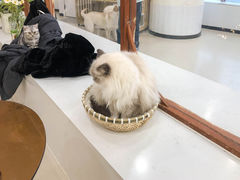 -共舞时光猫咖·狗咖(新街口店)