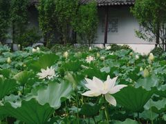 -上海醉白池公园