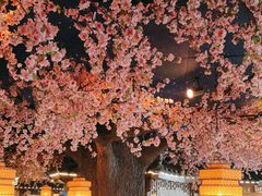 -荷塘秋月·本帮江浙菜(国权路店)