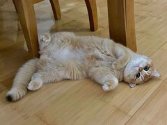 -猫十亿·布偶金渐层·曼基康矮脚猫舍(青年路店)