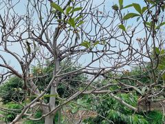 -塘栖枇杷特色园区