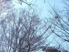 -高尔山公园