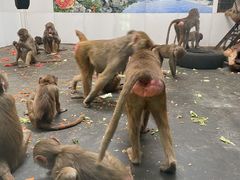 -西安秦岭野生动物园