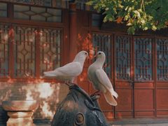-西安大兴善寺