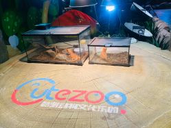 -酷嗒动物文化乐园(cutezoo西溪乐天城店)