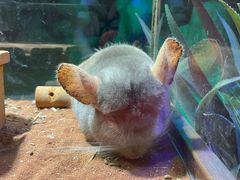 -绿色星球动物主题公园