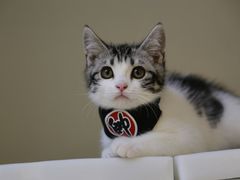 -lincat·猫舍(广州店)