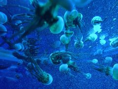 -福州罗源湾海洋世界旅游区