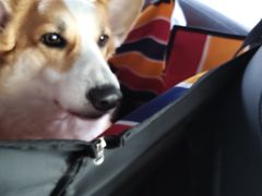 -雷祖芳老妈蹄花店