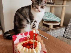 -屋虎猫馆(宝安大仟里店)