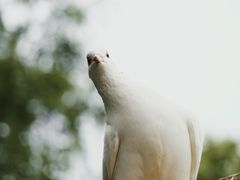 -音乐台