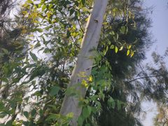 -漩门湾国家湿地公园