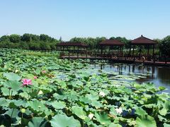 -荷塘月色湿地公园·向阳花洲