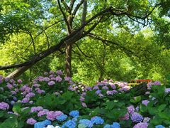 -上海共青森林公园