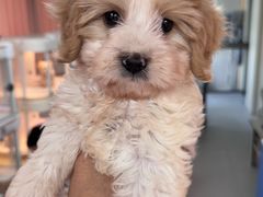 -翊宠yipet猫狗购宠庄园犬舍•猫舍