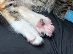 -宠颐生汉谟拉比宠物医院