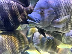 -上海海洋水族馆