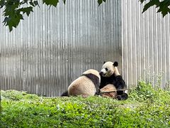 -卧龙中华大熊猫苑神树坪基地